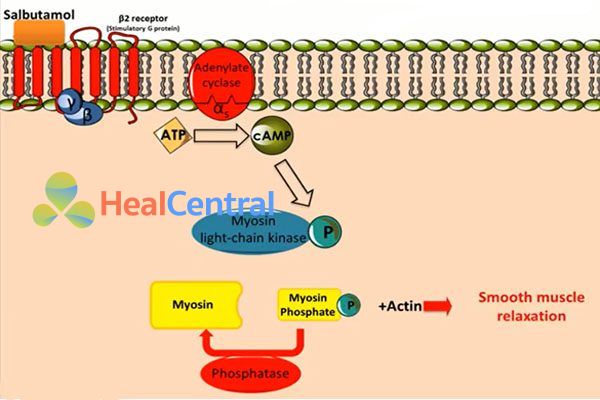 Cơ chế tác dụng của salbutamol.