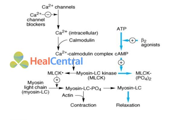 Cơ chế tác dụng của thuốc chẹn kênh calci và thuốc chủ vận β2 trên cơ trơn mạch máu.
