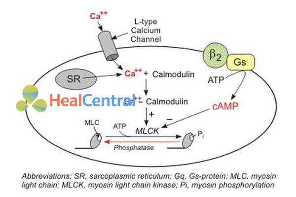 Cơ chế tác dụng của thuốc chẹn kênh calci.