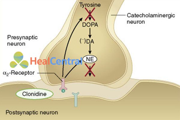 Cơ chế tác dụng của thuốc chủ vận α2-adrenergic trung ương.