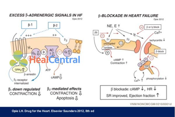 Cơ chế tác dụng thuốc chẹn β trong suy tim.