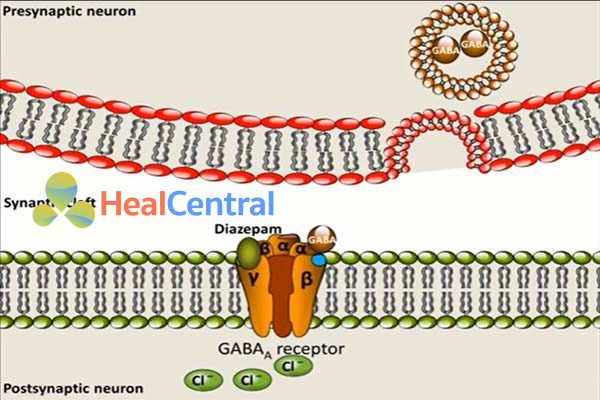 Diazepam gắn vào receptor GABA-A làm tăng ion Cl- vào tế bào.