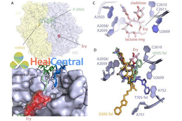 (A) Erythromycin gắn với ribosome 50S của E.coli. (B) Cận cảnh vị trí liên kết của erythromycin với P‐site peptidyl‐tARN (xanh lá cây) và A‐site tRNA (xanh da trời). (C) Túi liên kết với erythromycin của ribosome của 50S E.coli liên kề với các base A2058, A2059, A2503 và U2609. Đường desosamine của erythromycin ở vị trí 5 của vòng lacton chứa nhóm dimethyl amine tạo ra liên kết chốt với base A2058. (D) Sự chồng chất của telithromycin liên kết với các ribosome từ các loài khác nhau. Tất cả các cấu trúc của telithromycin liên kết với ribosome được căn chỉnh dựa trên domain V của rARN 23S. Mặc dù các vòng lactone gần như khớp hoàn hảo trong mọi trường hợp, vị trí của các nhóm alkyl-aryl khác nhau đáng kể tùy loài. Haloarcula marismortui (xanh lá cây), D.radiodurans (cam) và T.thermophilus (xanh da trời)