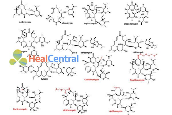 Erythromycin và một số macrolide khác