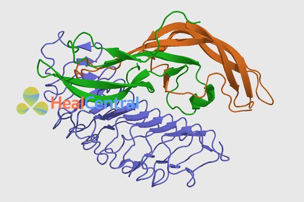 Follicle stimulating hormon (FSH)