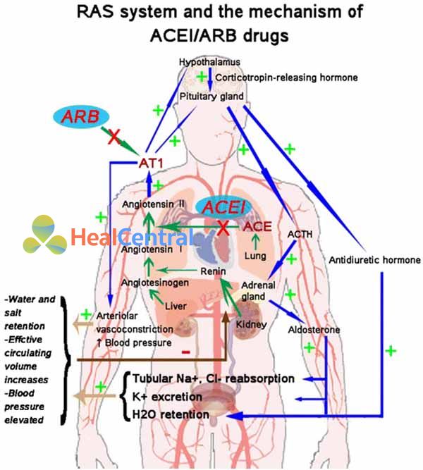 Hệ RAA và vị trí tác dụng của ARBs.