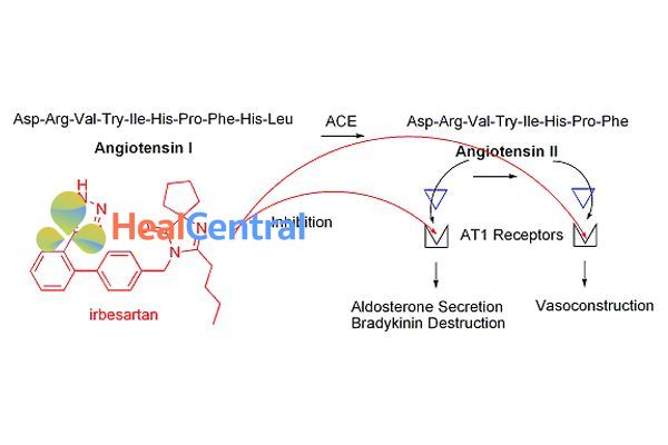  Irbesartan ức chế thụ thể AT1.