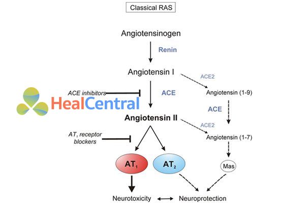 Quá trình đi từ angiotensinogen đến angiotensin II và vi trí các thuốc ức chế hệ RAA.