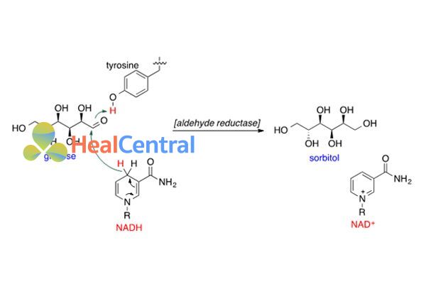 Quá trình khử glucose thành sorbitol nhờ aldehyde ruductase và NADH.