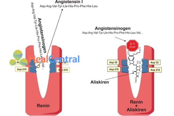 Renin xúc tác chuyển angiotensinogen thành angiotensin I. Phải: Aliskiren liên kết với renin, chiếm vị trí của angiotensinogen.