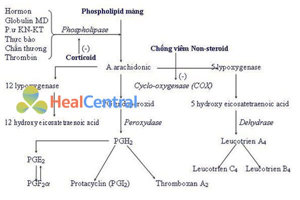 Sinh lý quá trình viêm và vị trí tác dụng của NSAIDs.