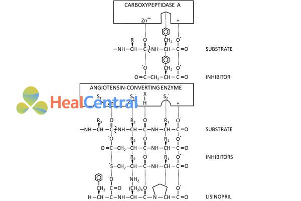 Sự tương đồng trong cấu trúc của cơ chất của men ACE (angiotensin I) với cấu trúc của các thuốc ACEIs.