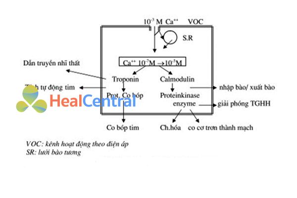  Tác dụng của ion calci lên cơ tim và cơ trơn.