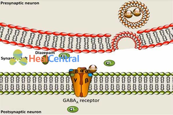 Tế bào thần kinh bình thường khi không có sự gắn của diazepam với receptor GABA-A.