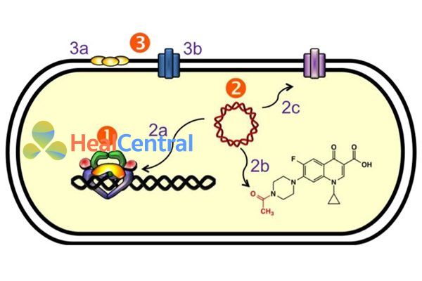 Tóm tắt cơ chế đề kháng của vi khuẩn với quinolone. (1) Đột biến đích tác dụng của kháng sinh là DNA gyrase và Topoisomerase IV. (2) Kháng qua trung gian plasmide. (2a) Protein Qnr (vàng) bảo vệ phức hợp enzyme và giảm khả năng gắn của các quinolones. (2b) Biến đổi cấu trúc (acetyl hóa) chính kháng sinh. (2c) Hoạt hóa bơm tống thuốc làm giảm nồng độ các quinolone trong tế bào. (3) Kháng qua trung gian nhiễm sắc thể. (3a) Sự thiếu sót ở các kênh porin làm giảm hấp thu thuốc. (3b) Sự biểu hiện quá mức của các bơm tống thuốc.