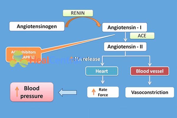 Vị trí tác dụng của enalapril 