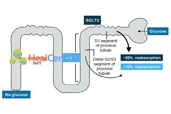 Vị trí của SGLT1 và SGLT2 trong tái hấp thu glucose.