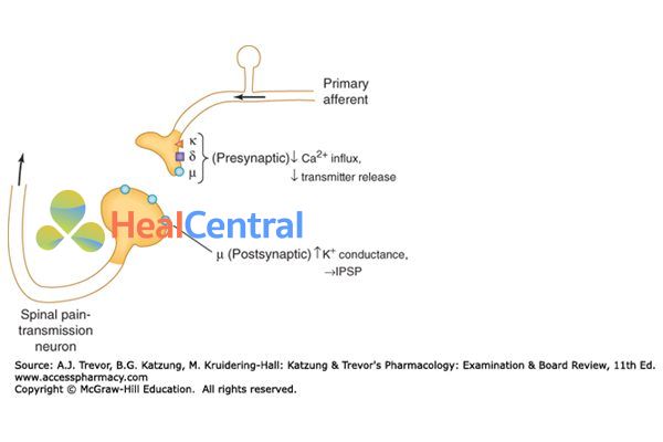 Vị trí của receptor µ