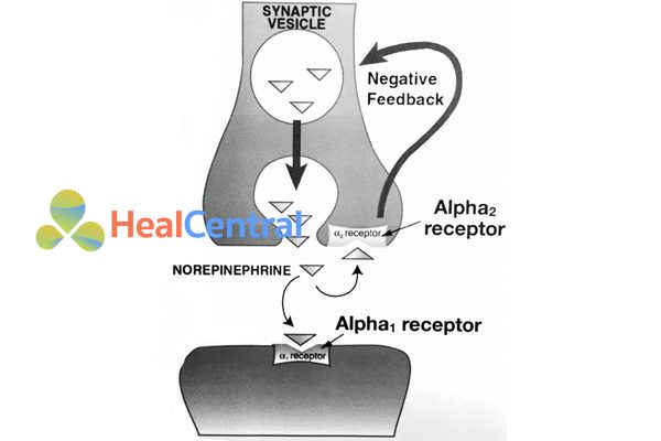 Vị trí của thụ thể α2 ở màng trước synap. Kích thích thụ thể này làm giải phóng chất dẫn truyền thần kinh (noradrenaline) từ bọc dự trữ.