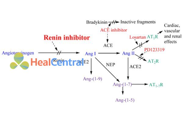 Vị trí tác động các thuốc ức chế hệ RAA.