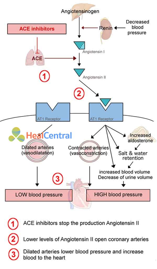 Vị trí tác dụng của ACEIs.