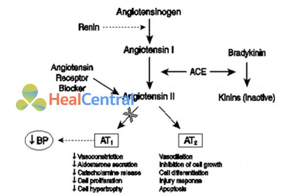  Vị trí tác dụng của ARBs.