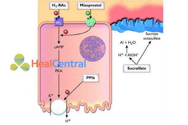 Vị trí tác dụng của một số thuốc: Kháng histamine H2, thuốc ức chế bơm proton (PPI), misoprostol và sucralfate.