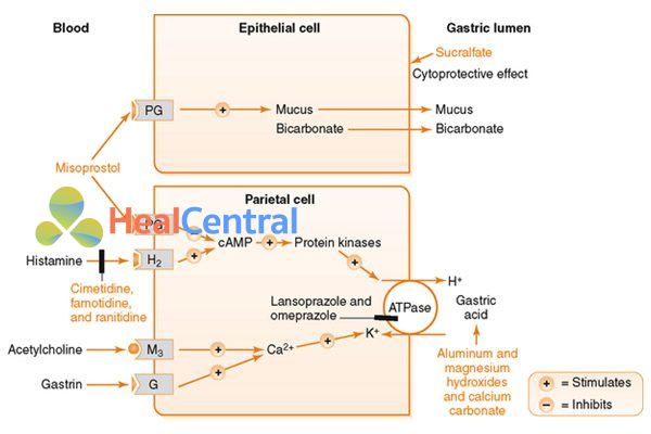 Vị trí tác dụng của một số thuốc kháng histamine H2 và các thuốc có cơ chế khác.