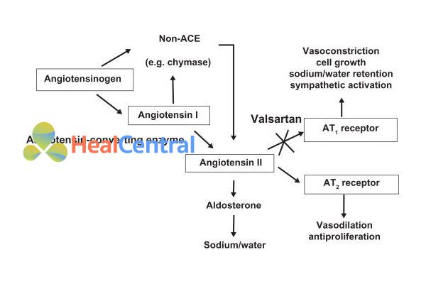 Vị trí tác dụng của valsartan