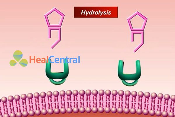 Vòng β-lactam bị thủy phân dẫn đến mất hoạt tính.