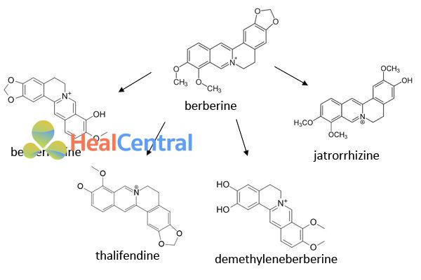 Chuyển hóa Berberin