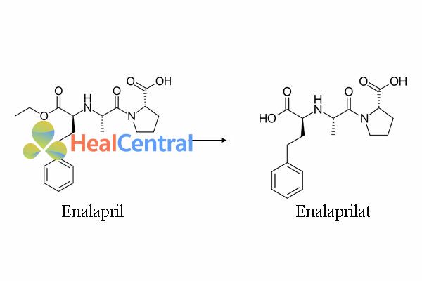 Chuyển hóa enalapril