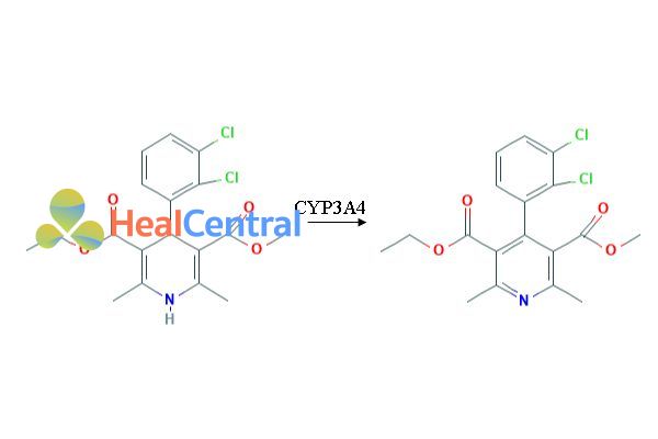 Chuyển hóa Felodipine