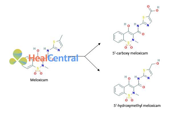 Chuyển hóa Meloxicam