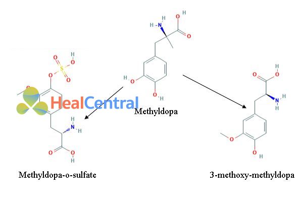 Chuyển hóa Methyldopa