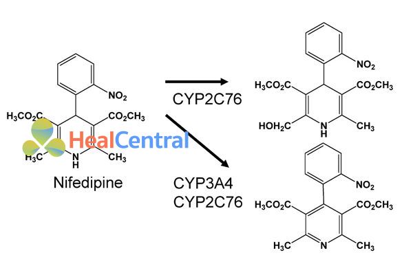 Chuyển hóa của Nifedipine