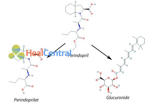 Chuyển hóa của perindopril