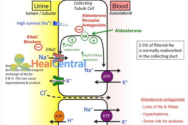 Cơ chế tác dụng lợi tiểu kháng aldosteron