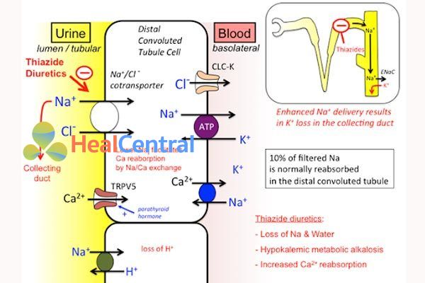 Cơ chế tác dụng lợi tiểu thiazid