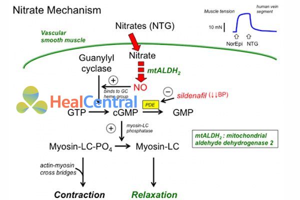Cơ chế tác dụng của nitrat hữu cơ