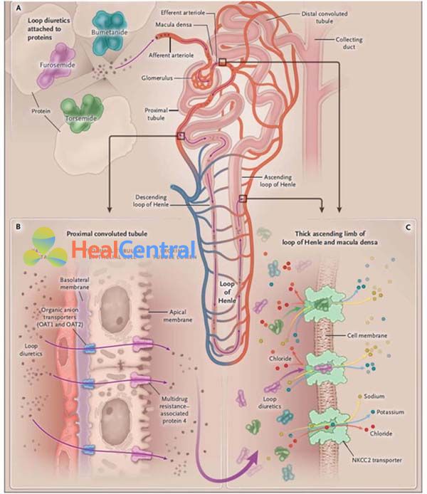 Cơ chế tác dụng của lợi tiểu quai và sự kháng thuốc