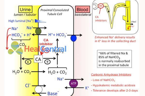 Cơ chế tác dụng lợi tiểu ức chế men CA