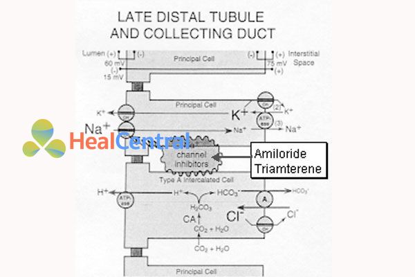 Cơ chế tác dụng của triamteren và amilorid