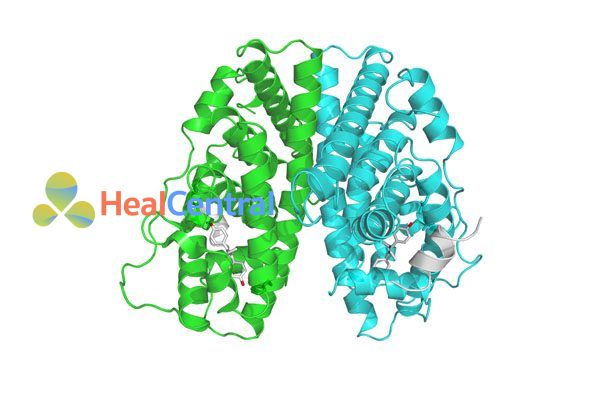 Estrogen receptor