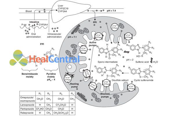 Esomeprazole và các PPIs nói chung ức chế bơm proton