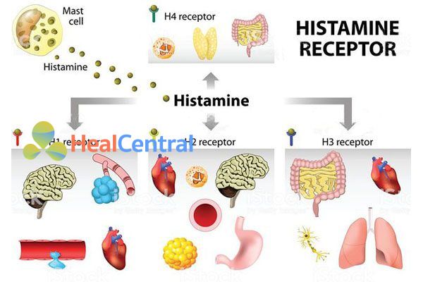 Recepter của Histamin