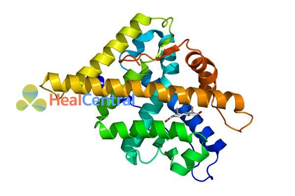Receptor Androgen