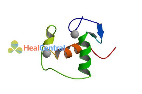 Receptor Mineralocorticoid