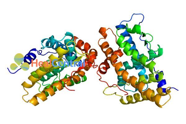 Receptor Progesterone