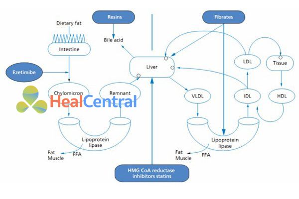 Các nhóm thuốc chính điều trị rối loạn lipoprotein máu